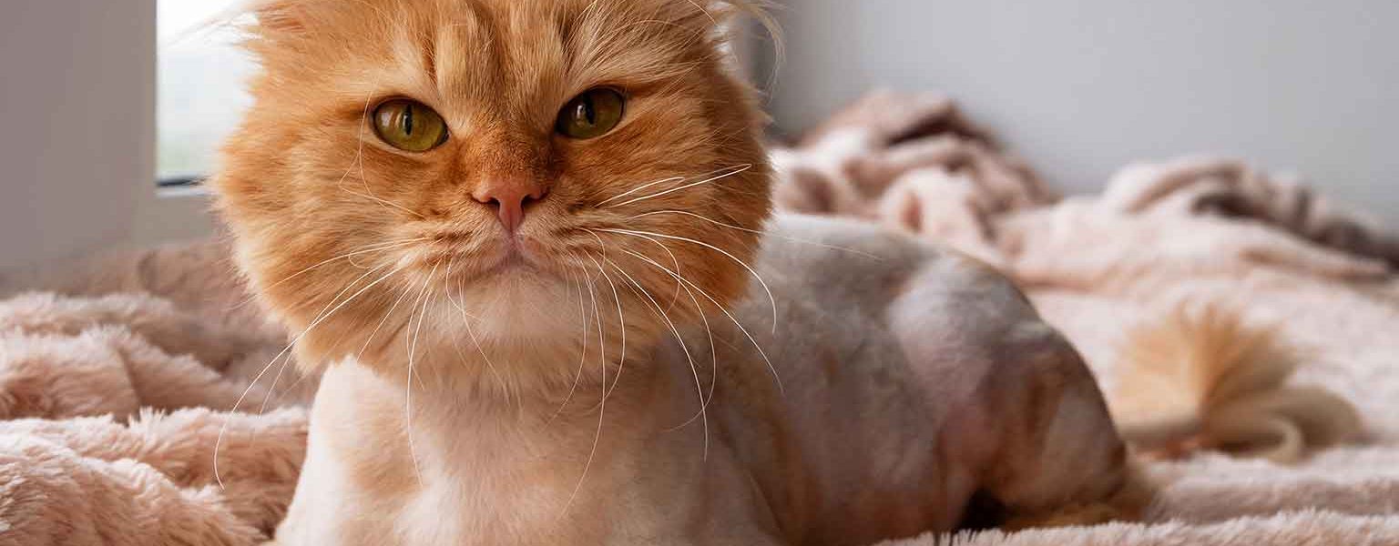 Chat taillé en lion - Technique de toilettage amusante et pratique, ou grosse erreur ? - img