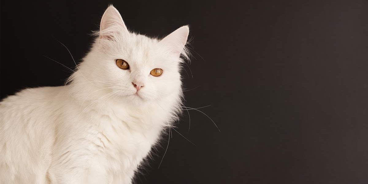 Chat turc angora - Une beauté pâle - img