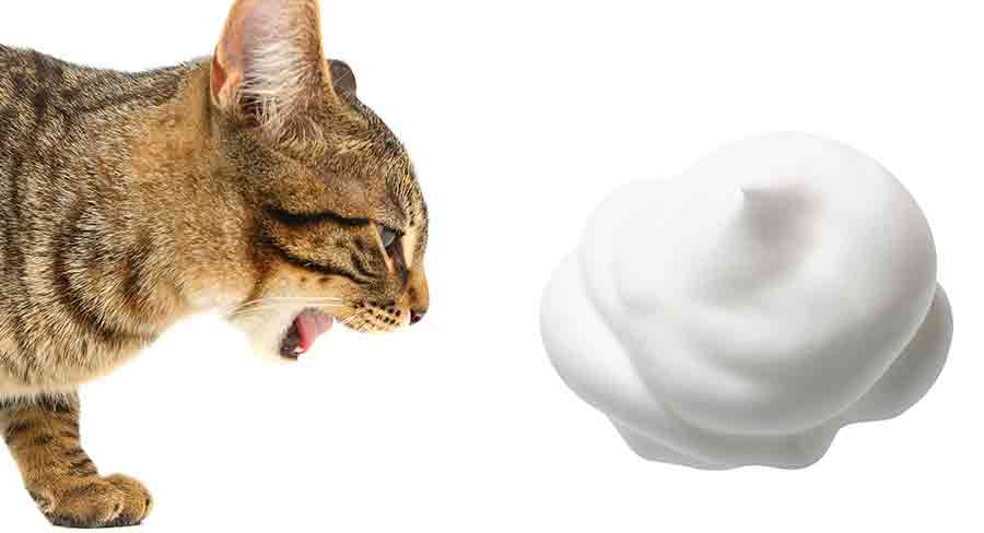 Chat vomissant de la mousse blanche - img