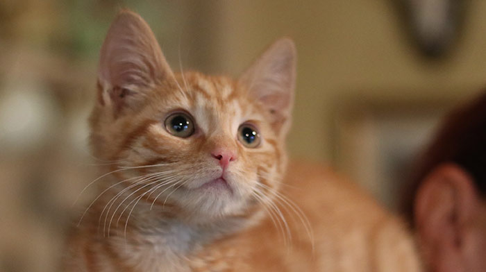 Chaton de 12 semaines - Un guide complet du Happy Cat Site - img