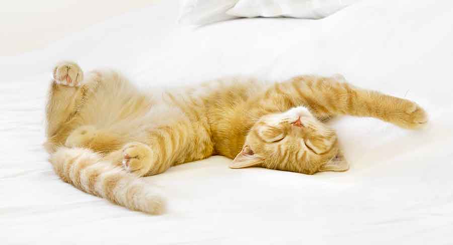 Chaton de 3 mois - img