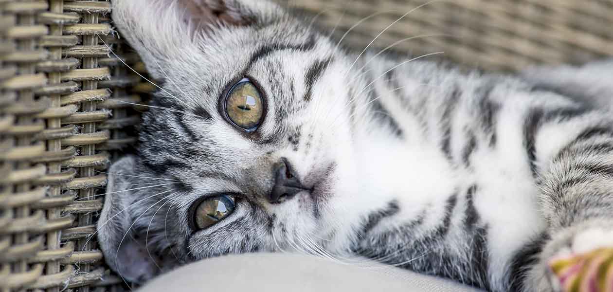 Chaton de 4 mois - grandit et change rapidement - img