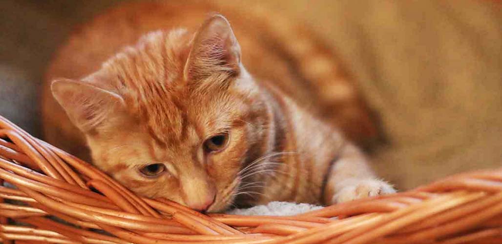 Chaton de 5 mois - img