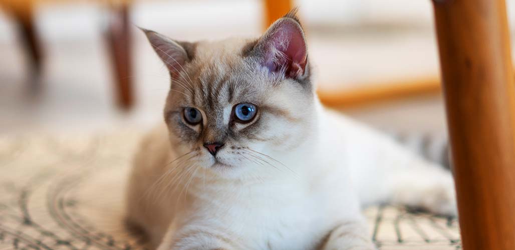Chaton de 7 mois - img
