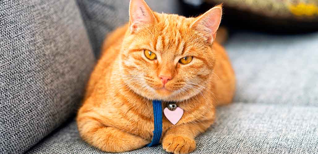 Chaton de 8 mois - img