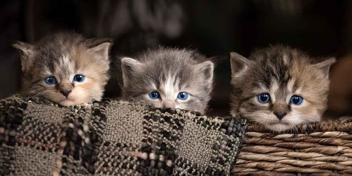 Chaton de 8 semaines - Alimentation, poids, soins et habitudes - img