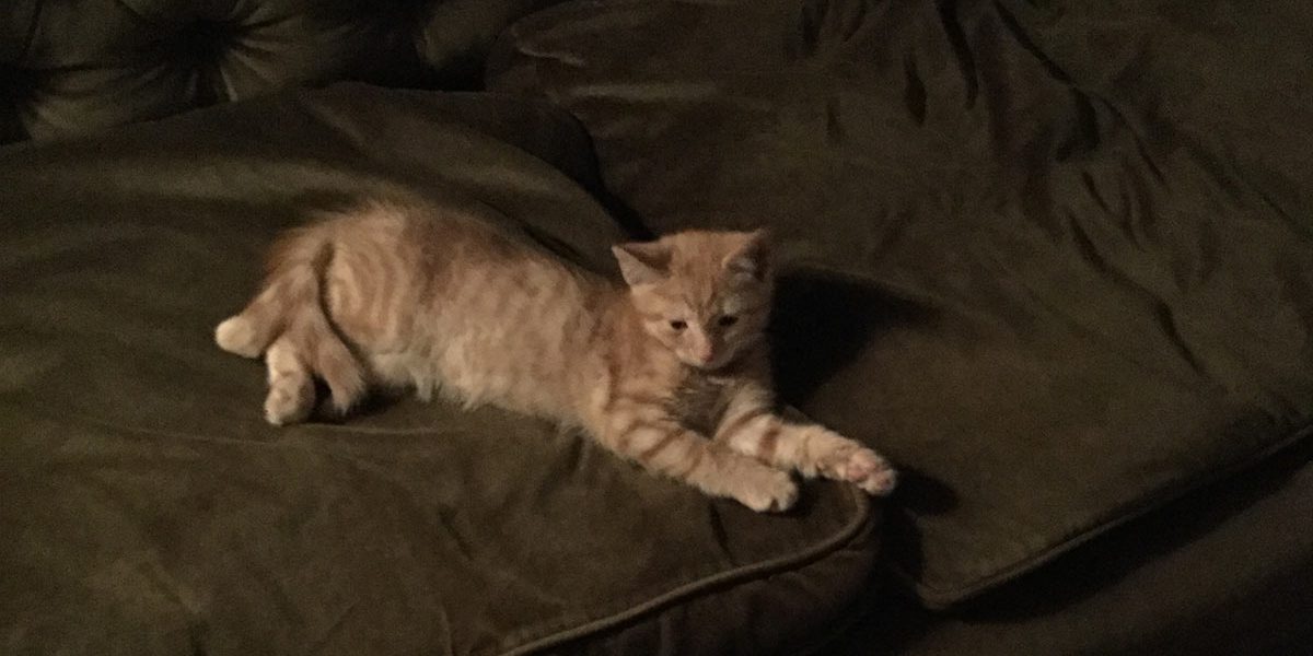 Chaton de dix semaines : manger, dormir et s'amuser - img