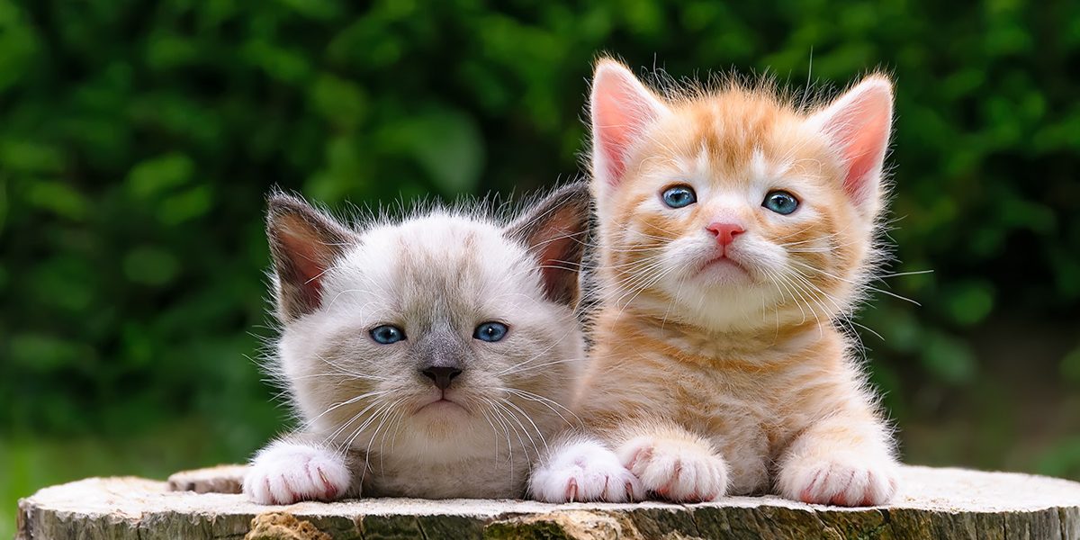 Chatons - img