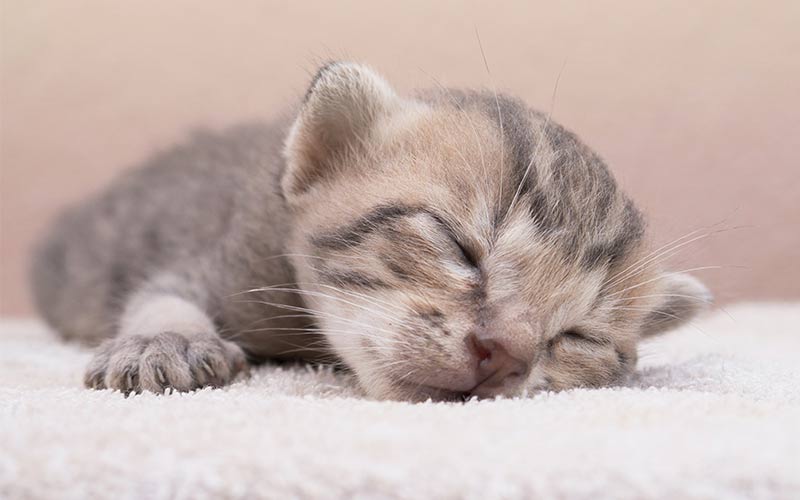 Chatons nouveau-nés : Taille, croissance, développement et soins - img