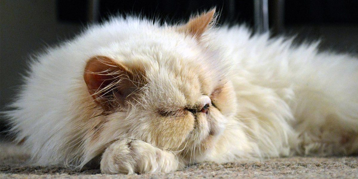 Chats à face plate - Enquête sur les races de chats brachycéphales - img