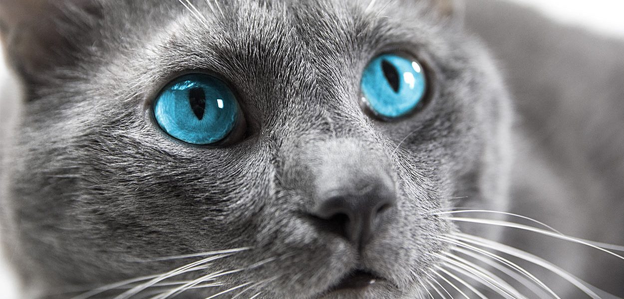 Chats aux yeux bleus - img