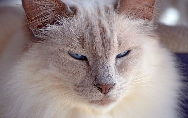 Chats balinais - Guide complet - img