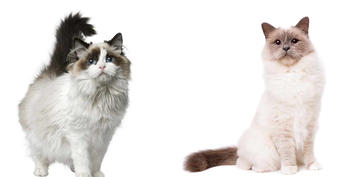 Chats Birman et Ragdoll - Comment les différencier ? - img