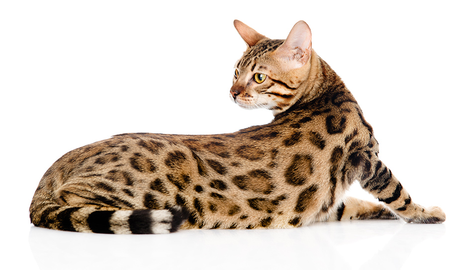 Chats du Bengale - img
