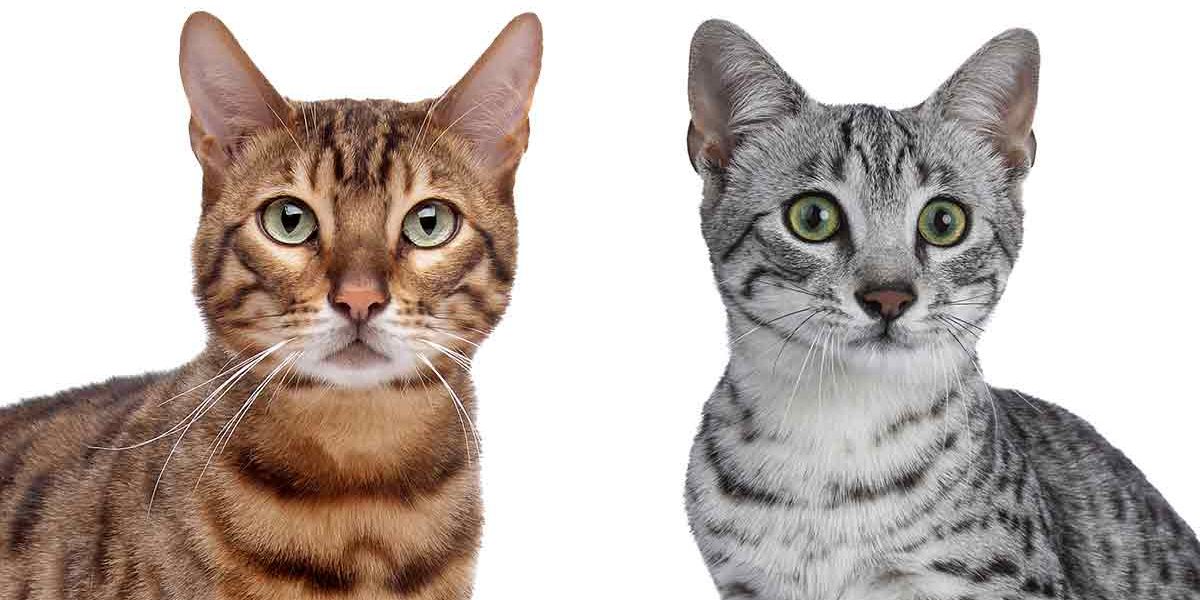 Chats égyptiens et chats du Bengale - img