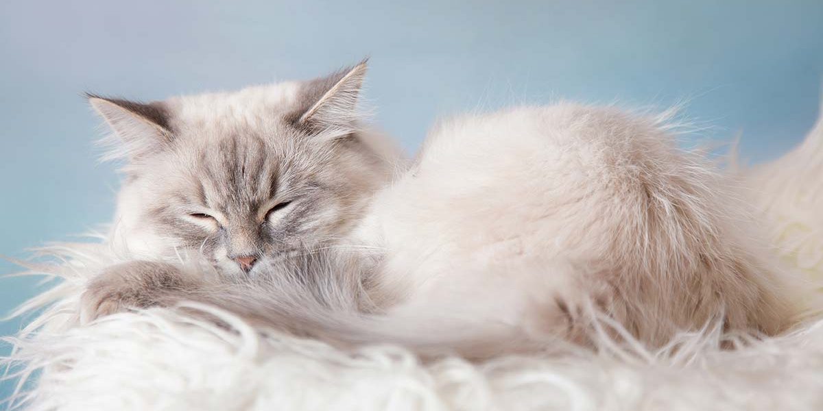Chats persans à tête de poupée - img