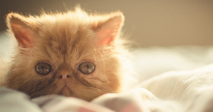 Chats persans - img