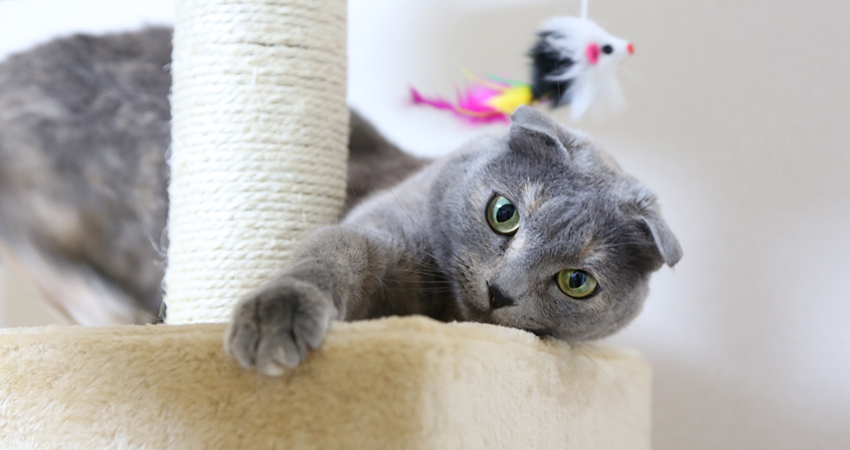 Chats Scottish Fold : Un guide complet - img