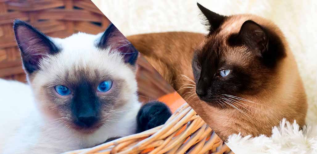 Chats Seal Point et Chocolate Point - img