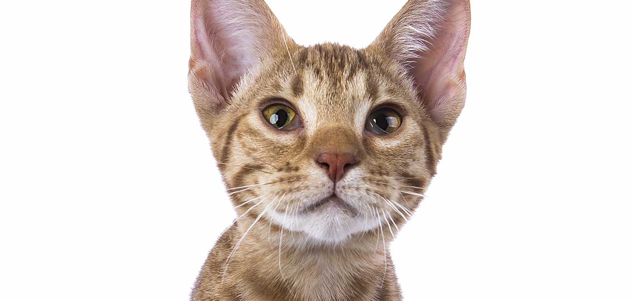 Chats tachetés - Quelles sont les races à rechercher et à quoi s'attendre ? - img