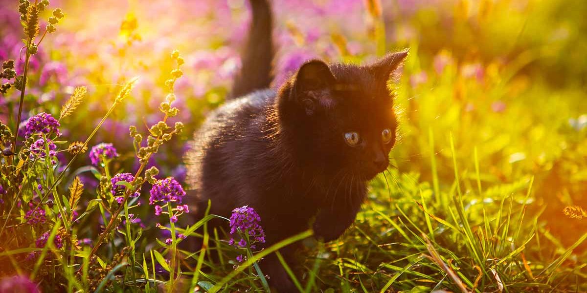 Citations sur le chat noir - Plus de 30 dictons - img