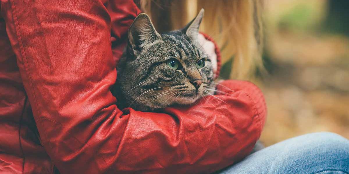 Clavamox pour les chats expliqué - img
