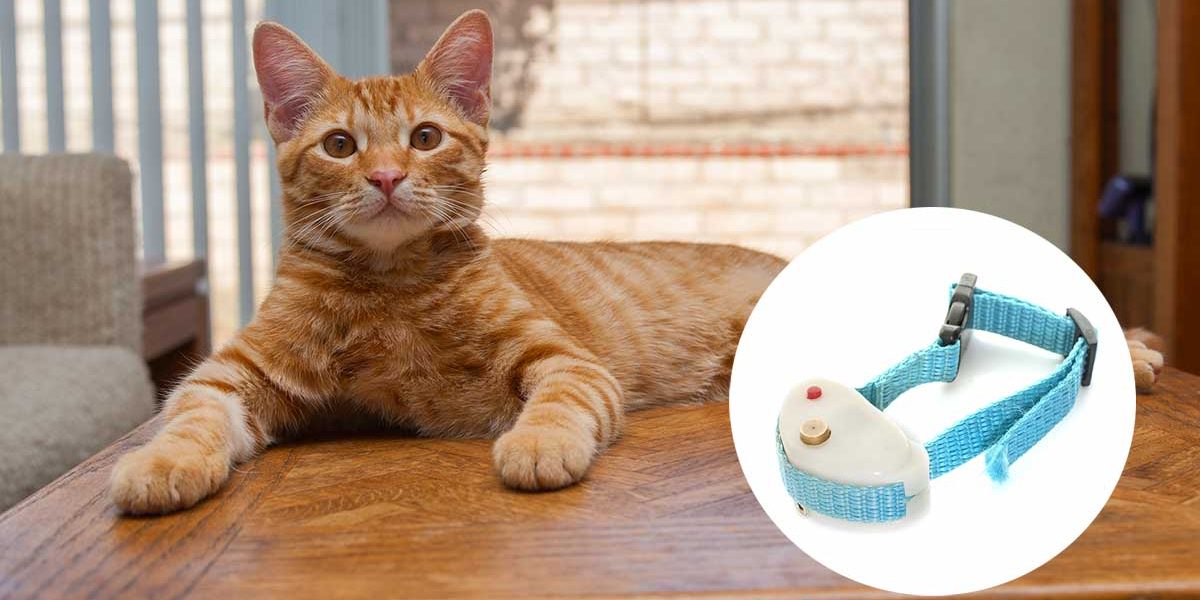 Collier antichoc pour chat - Sont-ils sûrs et fonctionnent-ils ? - img