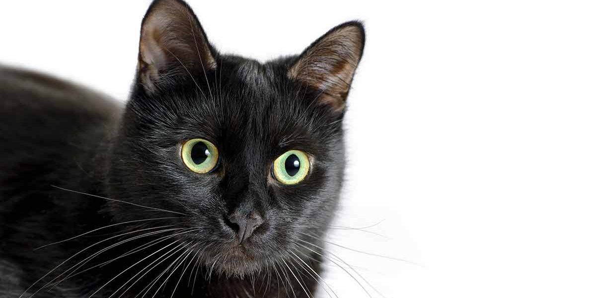 Combien coûte un chat de Bombay ? Le coût réel de l'achat d'un chat Bombay - img