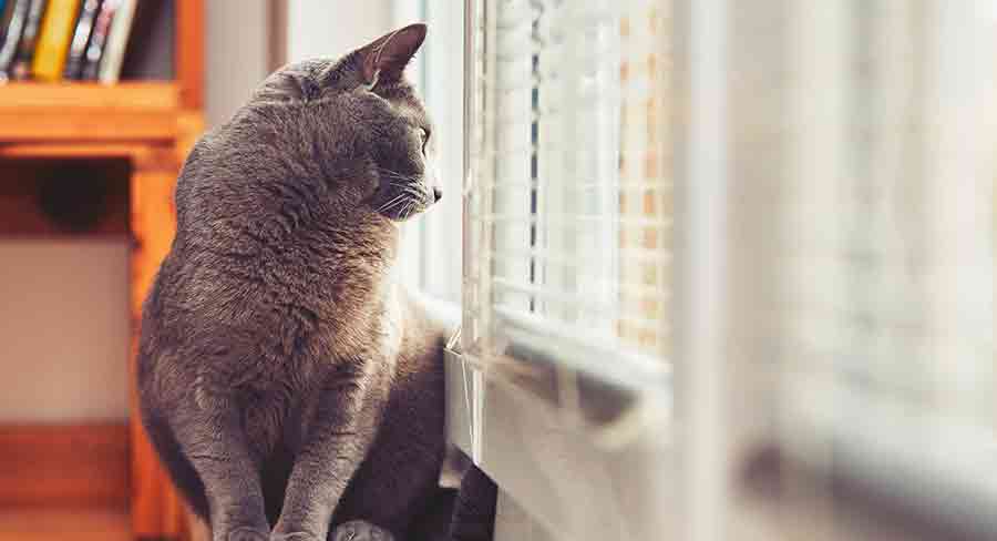 Combien de temps peut-on laisser un chat seul ? - img