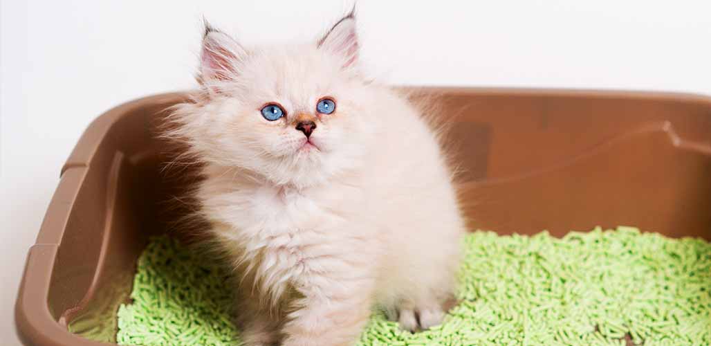 Combien de temps un chat peut-il rester sans aller aux toilettes ? - img