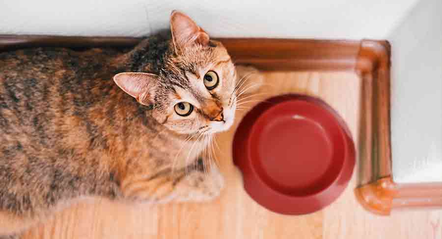 Combien de temps un chat peut-il survivre sans nourriture ? - img