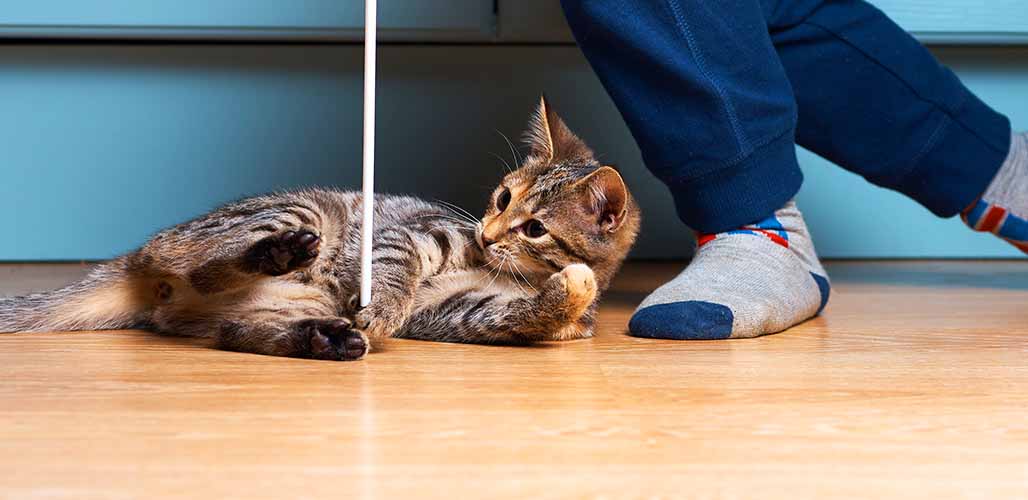 Comment divertir un chat d'intérieur - 17 idées amusantes - img