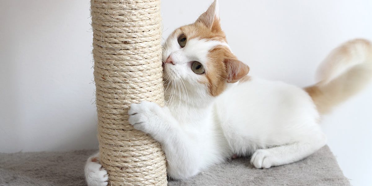 Comment empêcher les chats de gratter les meubles - img