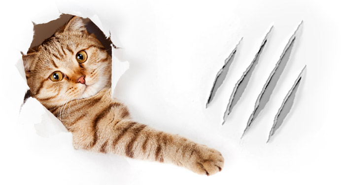Comment empêcher un chat de gratter les murs - img