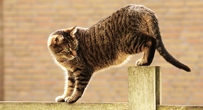 Comment empêcher un chat d'escalader une clôture - img