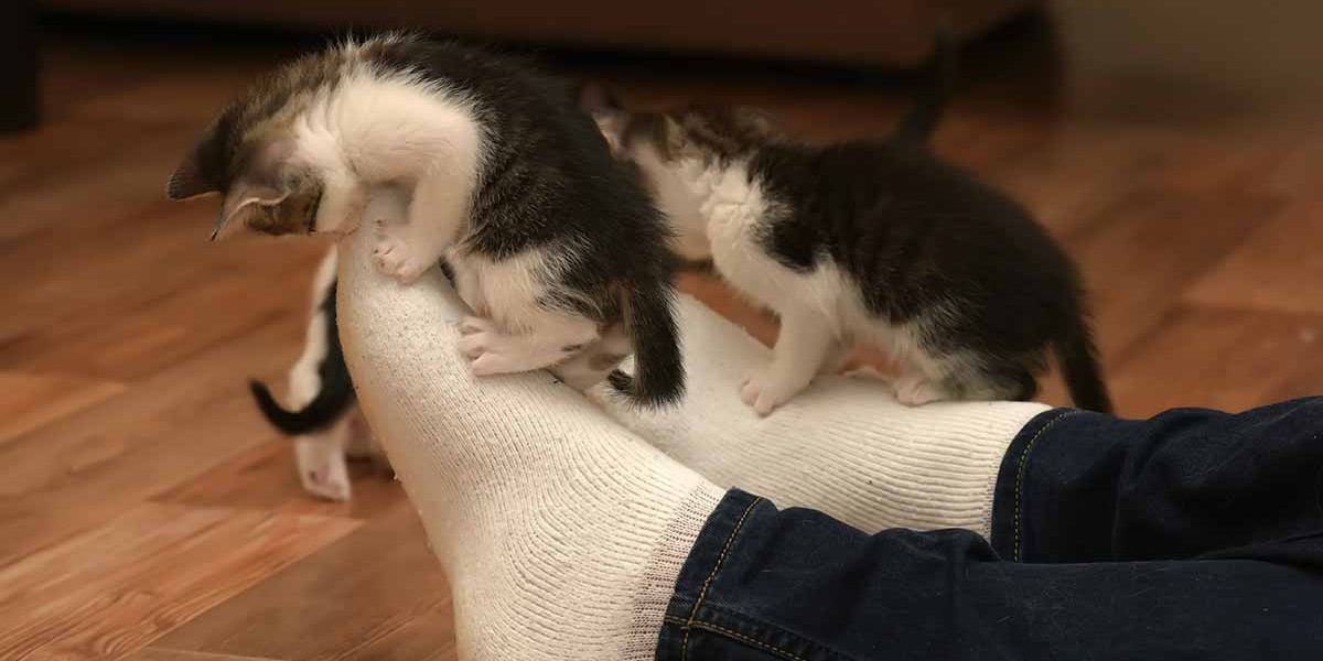 Comment empêcher un chaton de mordre - Un guide d'expert par un comportementaliste félin - img