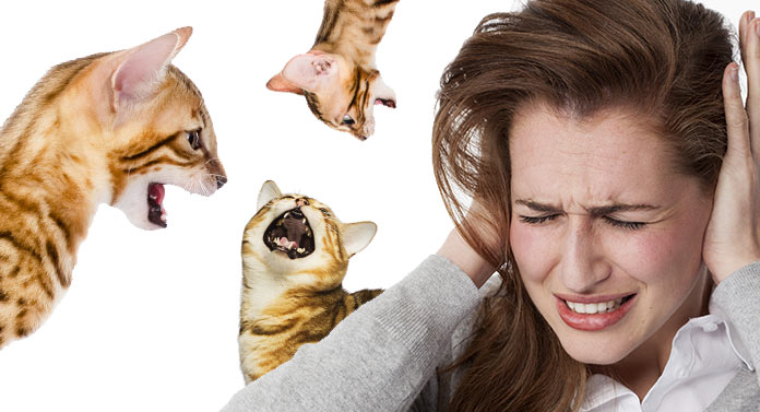 Comment faire cesser les miaulements d'un chat du Bengale ? - img