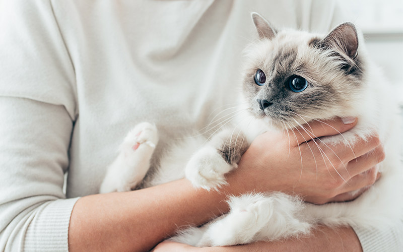 Comment faire en sorte qu'un chat s'attache à vous - img