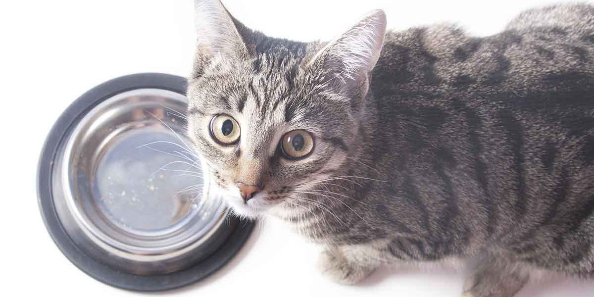 Comment faire grossir un chat qui a besoin de prendre du poids - img