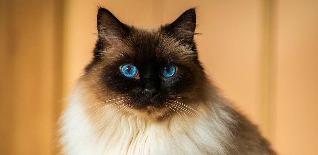 Comment identifier un chat Ragdoll - img