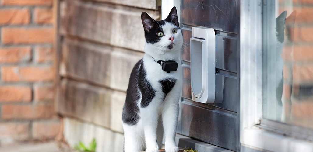 Comment les chats retrouvent-ils le chemin de la maison ? - img