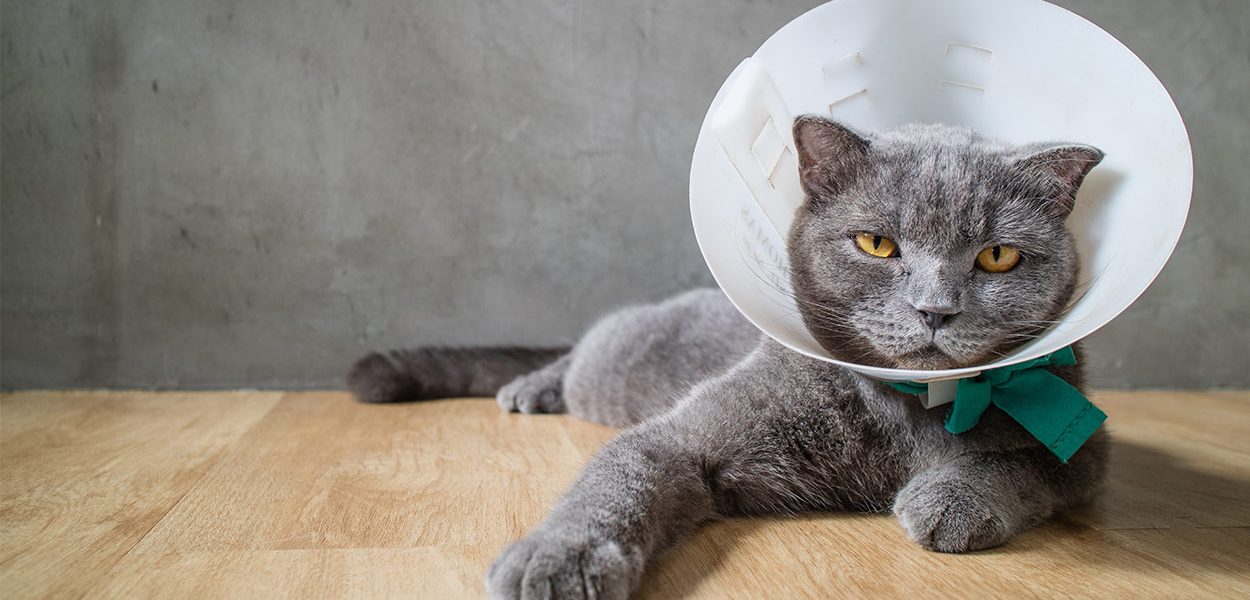Comment nettoyer une plaie de chat - img