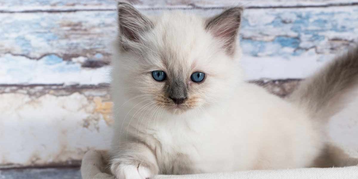 Couleurs du chat Ragdoll - img