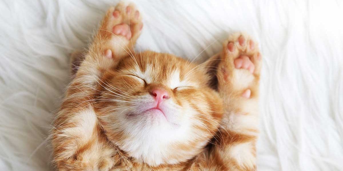 Couleurs et motifs des chats orange et blancs - img
