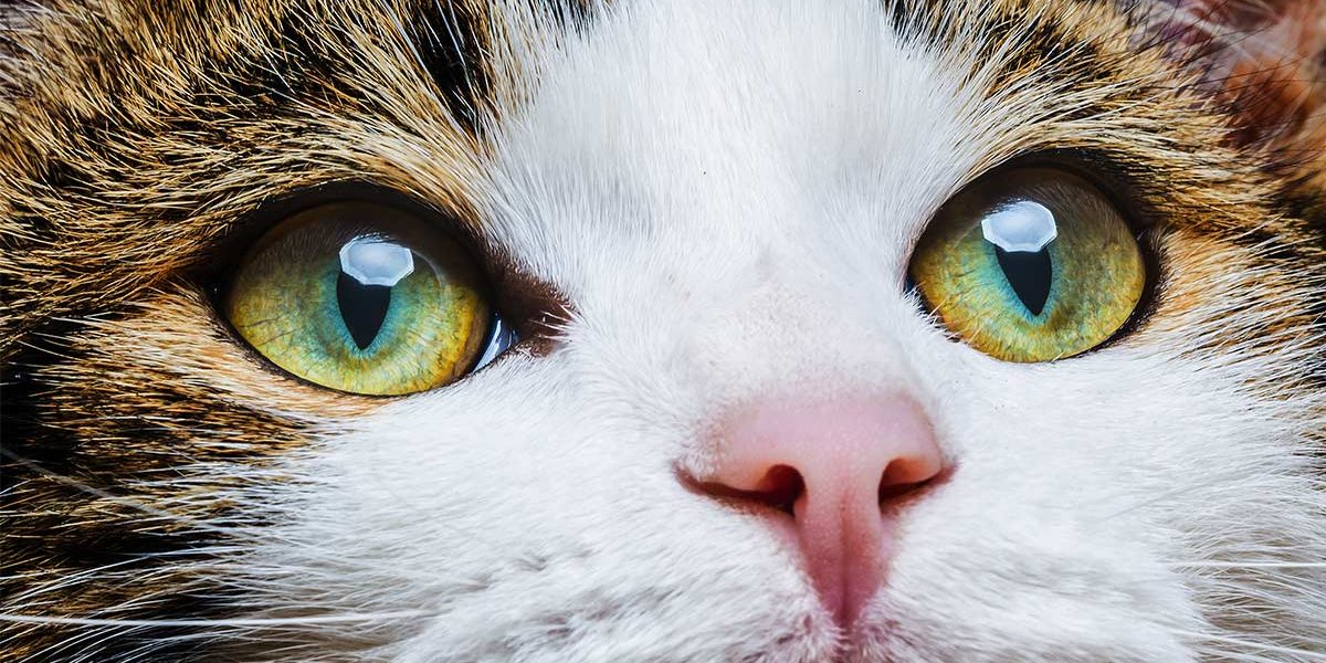 Couleurs pour yeux de chat - Une gamme étonnante de nuances - img