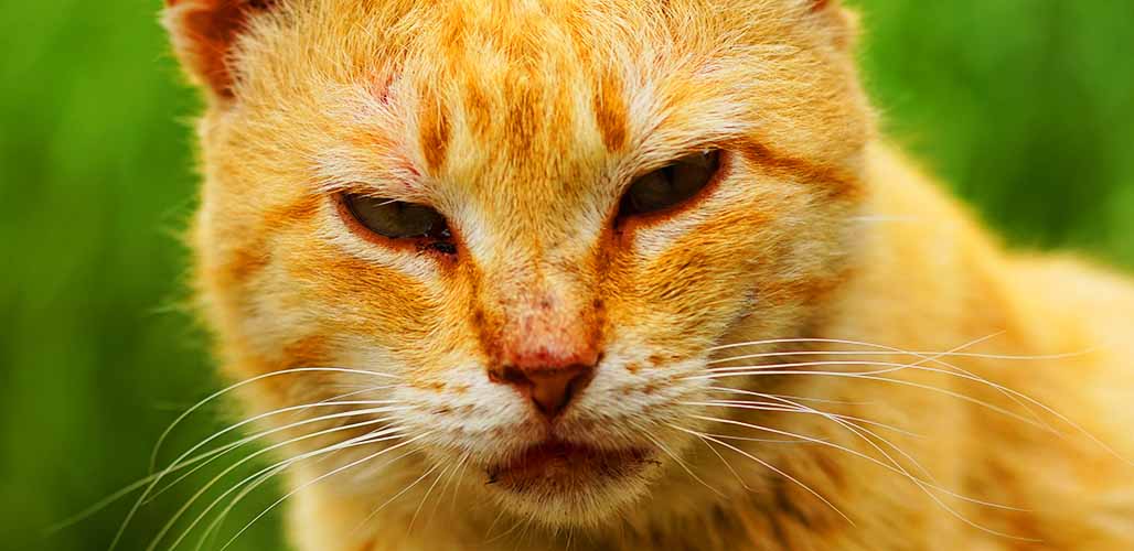 Croûte noire autour du nez du chat - img