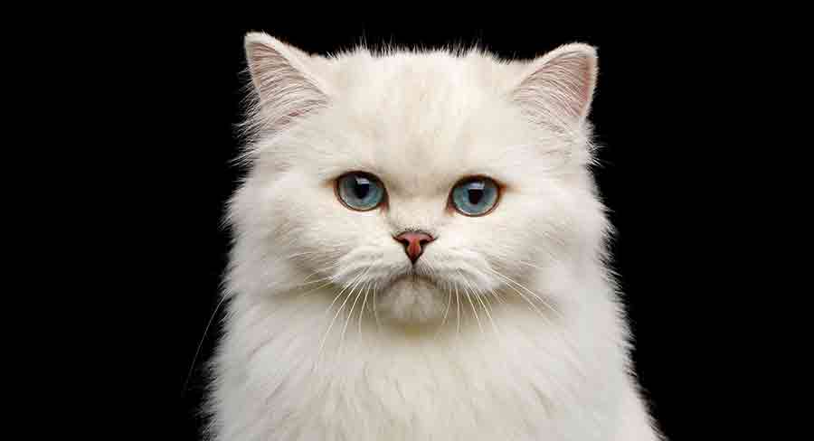 Des centaines de noms géniaux pour un chat blanc femelle - img