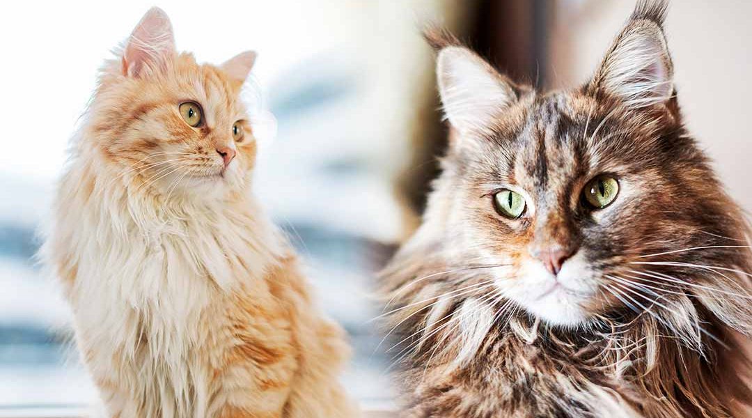 Domestique à poil long ou Maine Coon : Quel est le chat le mieux adapté à votre situation ? - img