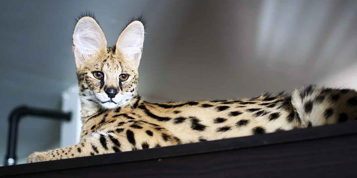 D'où viennent les chats de Savannah ? - img