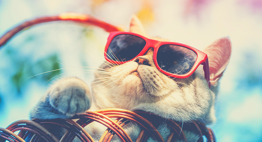 Drôles de noms de chats - img